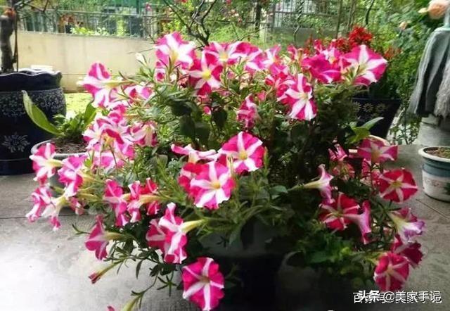 退休後不忘夢想！她用6年親手「打造夢境花園」 鄰居「酸做白工」一看嚇傻：冬天雪景春天花開美翻