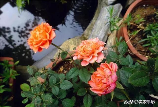 退休後不忘夢想！她用6年親手「打造夢境花園」 鄰居「酸做白工」一看嚇傻：冬天雪景春天花開美翻
