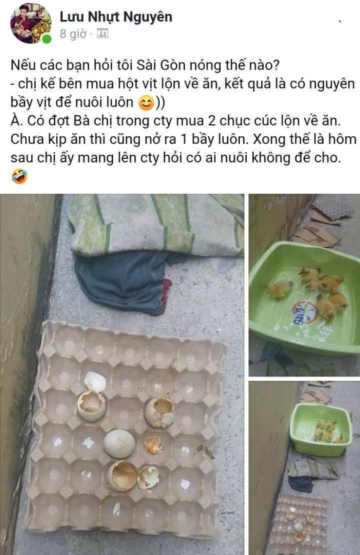 買鴨仔蛋「熱到孵出來」！20隻黃色小鴨「倒地賣萌」她哭哭：說好的加菜呢？