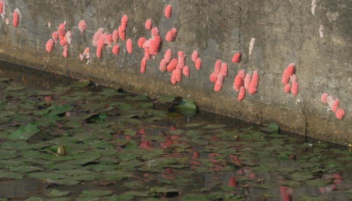 以為是草莓糖！她童年最愛吃「水溝旁一坨粉紅」　塞進嘴巴後「驚覺真面目」雞母皮掉滿地