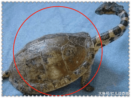 險招牢獄之災！女子捕獲一隻「小烏龜」養幾個月　同事看了急勸「趕緊報警」：差點惹禍上身