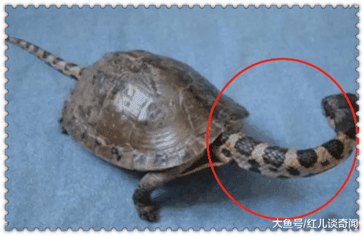 險招牢獄之災！女子捕獲一隻「小烏龜」養幾個月　同事看了急勸「趕緊報警」：差點惹禍上身