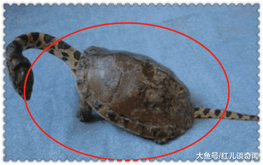 險招牢獄之災！女子捕獲一隻「小烏龜」養幾個月　同事看了急勸「趕緊報警」：差點惹禍上身