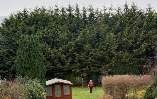 處心積慮20年！英國小氣老太太以「種樹布局」報復鄰居 　20年後鄰居笑了：非常感謝