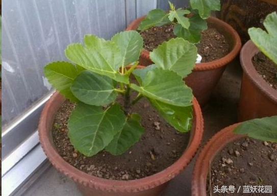 在家就能種無花果，記住2點「果子長的多又大」全家人都吃不完