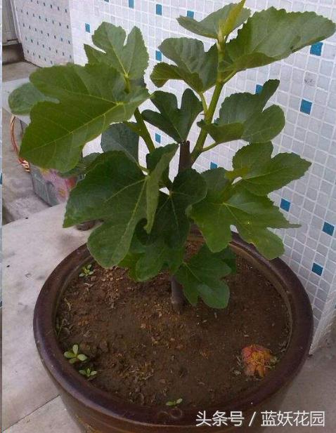 在家就能種無花果，記住2點「果子長的多又大」全家人都吃不完