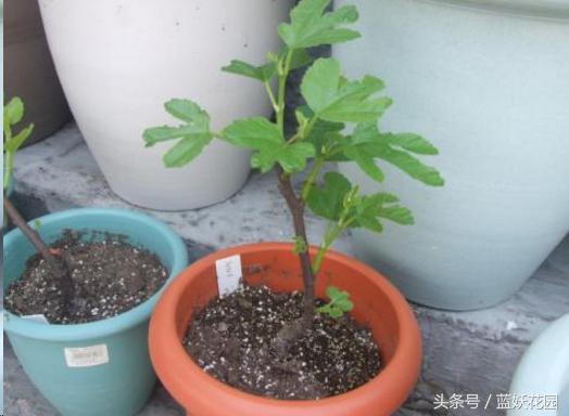 在家就能種無花果，記住2點「果子長的多又大」全家人都吃不完