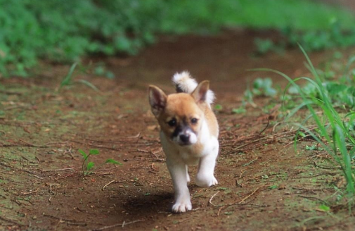 屠宰場大黃狗「鬼哭神嚎」，路過老漢出手相救，5年後回家老漢淚流滿面！