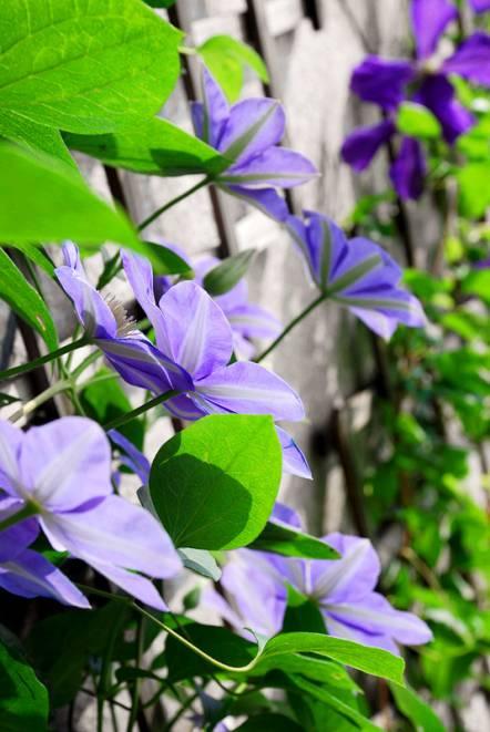 她花10年「打理60㎡花園」！從無到有「美成人間仙境」  活像仙女人人羨：滋養花也滋養自己
