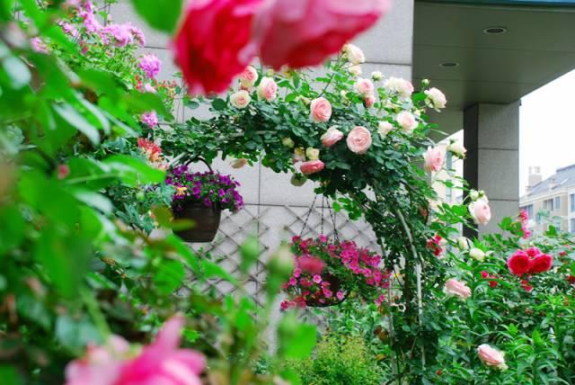 她花10年「打理60㎡花園」！從無到有「美成人間仙境」  活像仙女人人羨：滋養花也滋養自己