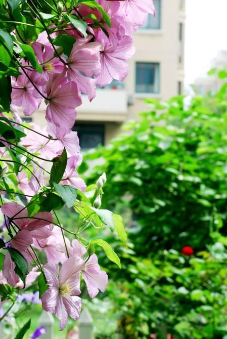 她花10年「打理60㎡花園」！從無到有「美成人間仙境」  活像仙女人人羨：滋養花也滋養自己
