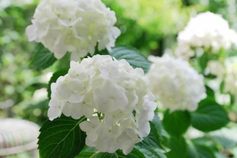 她花10年「打理60㎡花園」！從無到有「美成人間仙境」  活像仙女人人羨：滋養花也滋養自己