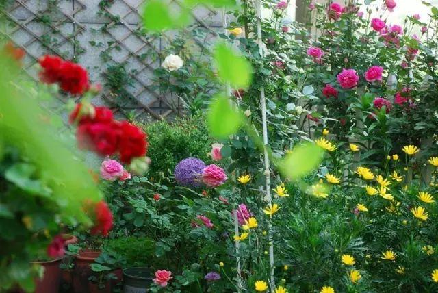 她花10年「打理60㎡花園」！從無到有「美成人間仙境」  活像仙女人人羨：滋養花也滋養自己