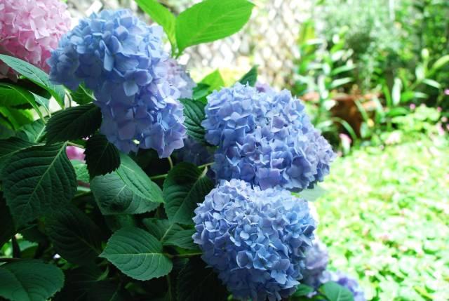 她花10年「打理60㎡花園」！從無到有「美成人間仙境」  活像仙女人人羨：滋養花也滋養自己