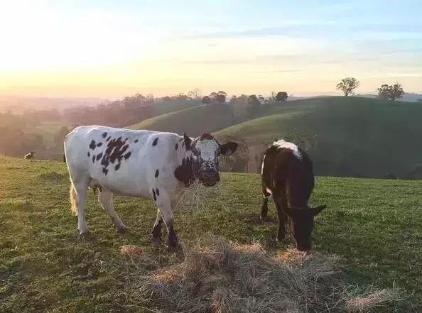 她13年前花光積蓄「買下700畝地」被笑瘋狂！如今「荒地→世外桃源」人人羨：花草為鄰人間仙境