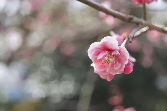 心軟的人，最苦　#太在意別人、相信別人，到頭來受傷的卻只有是自己