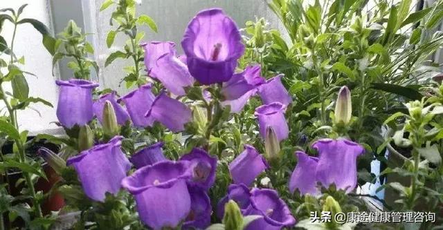 曾被宣判時間不多！73歲老奶奶患重症26年「專注養花種草」　病痛不敢動她「越活越年輕」