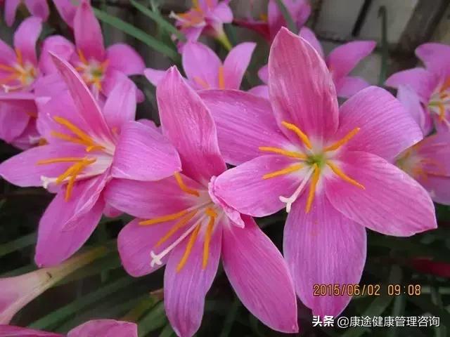 曾被宣判時間不多！73歲老奶奶患重症26年「專注養花種草」　病痛不敢動她「越活越年輕」