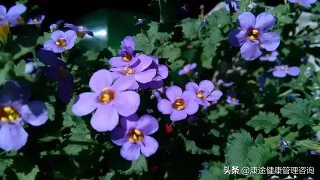 曾被宣判時間不多！73歲老奶奶患重症26年「專注養花種草」　病痛不敢動她「越活越年輕」