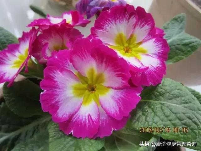 曾被宣判時間不多！73歲老奶奶患重症26年「專注養花種草」　病痛不敢動她「越活越年輕」