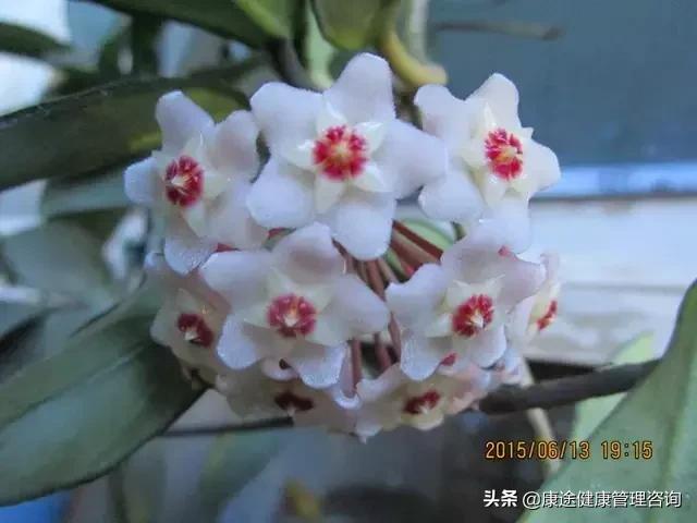曾被宣判時間不多！73歲老奶奶患重症26年「專注養花種草」　病痛不敢動她「越活越年輕」