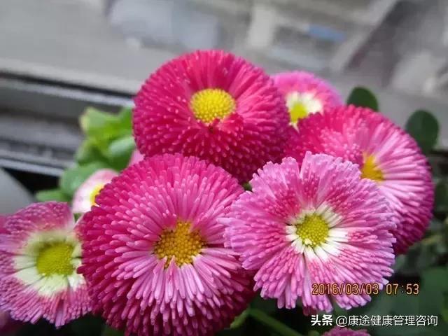曾被宣判時間不多！73歲老奶奶患重症26年「專注養花種草」　病痛不敢動她「越活越年輕」