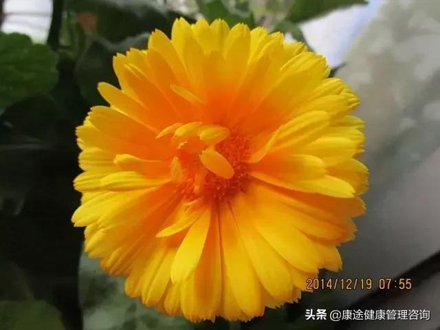 曾被宣判時間不多！73歲老奶奶患重症26年「專注養花種草」　病痛不敢動她「越活越年輕」