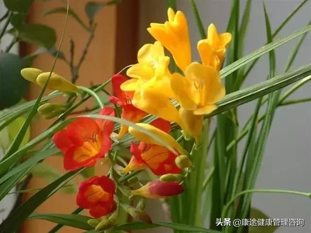 曾被宣判時間不多！73歲老奶奶患重症26年「專注養花種草」　病痛不敢動她「越活越年輕」