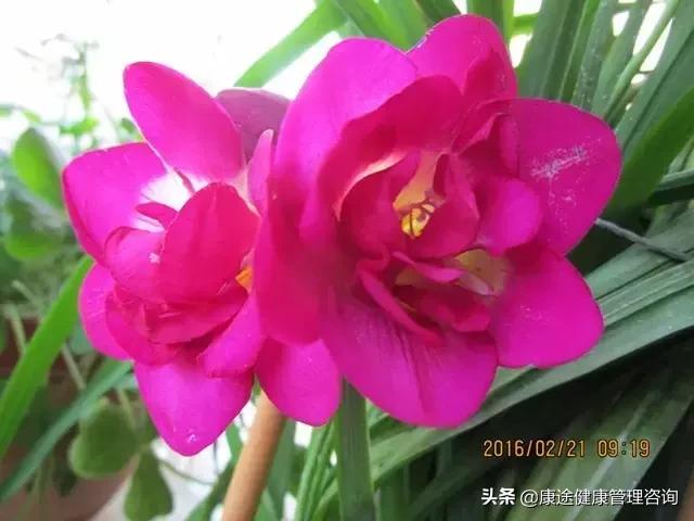 曾被宣判時間不多！73歲老奶奶患重症26年「專注養花種草」　病痛不敢動她「越活越年輕」