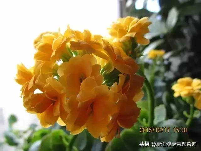 曾被宣判時間不多！73歲老奶奶患重症26年「專注養花種草」　病痛不敢動她「越活越年輕」