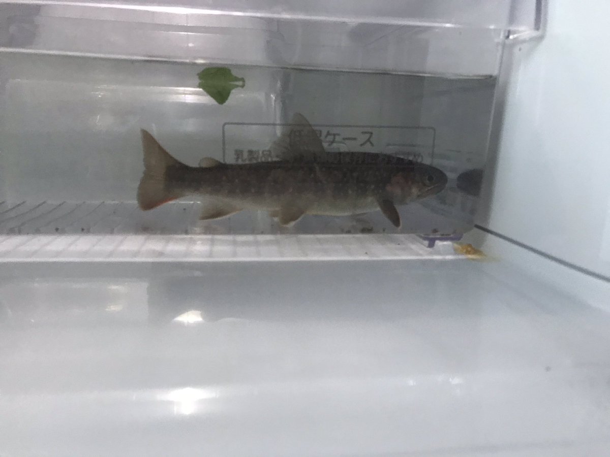 他打開冰箱發現「老爸在冰箱裡養魚」！　無奈曬出「蔬果抽屜水族箱」瞬間傻眼：啊我水果要放哪