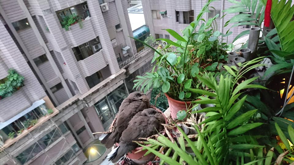一星期沒騎車！驚見「機車置物櫃變成鳥巢」　鳥媽媽淡定孵蛋「下秒爆笑反應」車主愣住：這我的車欸