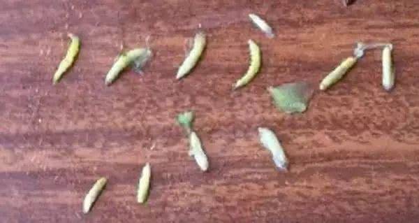 1朵花椰菜10條蟲？花椰菜竟成了葷菜？教你清洗妙招「髒東西  小蟲子」洗得乾乾淨淨