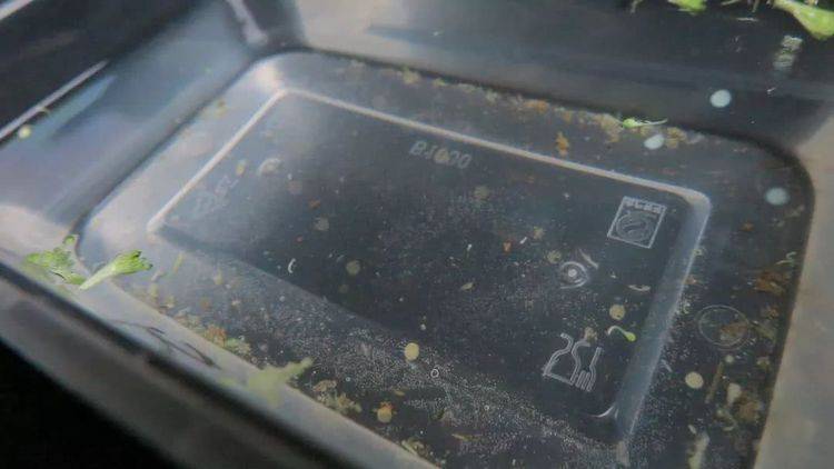 1朵花椰菜10條蟲？花椰菜竟成了葷菜？教你清洗妙招「髒東西  小蟲子」洗得乾乾淨淨