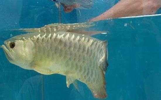 男子買回金龍魚不吃不喝，可把他擔心壞了，扒開嘴直呼：發財了