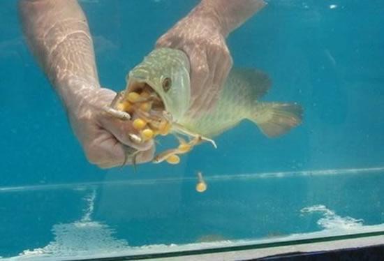 男子買回金龍魚不吃不喝，可把他擔心壞了，扒開嘴直呼：發財了