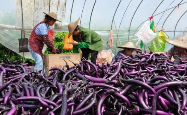 買茄子時要選「直的還是彎的」？菜農透露「小秘訣」非常實用