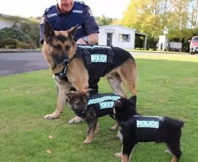 菜鳥警犬來報到！只會「歪頭賣萌」狀況外　一臉問號握手手：請多指教喔～