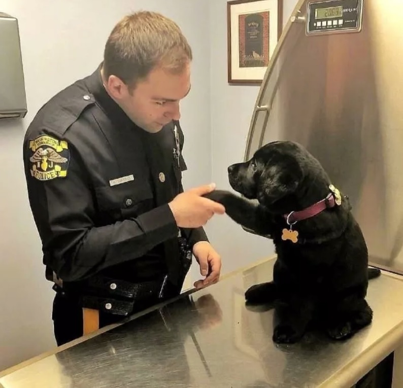 菜鳥警犬來報到！只會「歪頭賣萌」狀況外　一臉問號握手手：請多指教喔～
