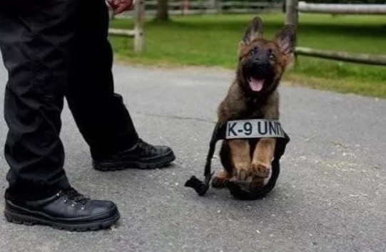 菜鳥警犬來報到！只會「歪頭賣萌」狀況外　一臉問號握手手：請多指教喔～
