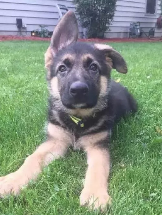 菜鳥警犬來報到！只會「歪頭賣萌」狀況外　一臉問號握手手：請多指教喔～