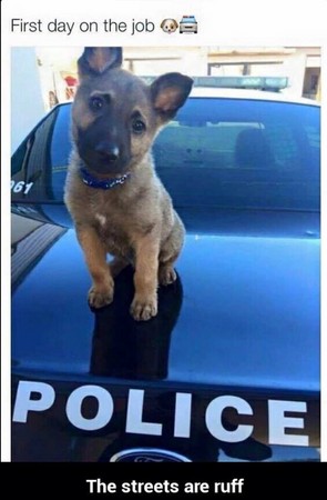 菜鳥警犬來報到！只會「歪頭賣萌」狀況外　一臉問號握手手：請多指教喔～
