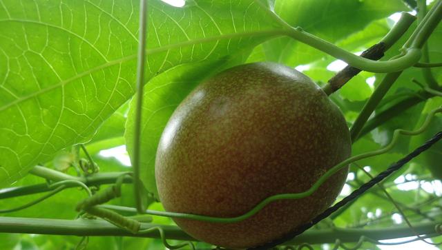 這水果被稱為「果中藥王」！常吃「有6種好處」　腸胃不適更要吃