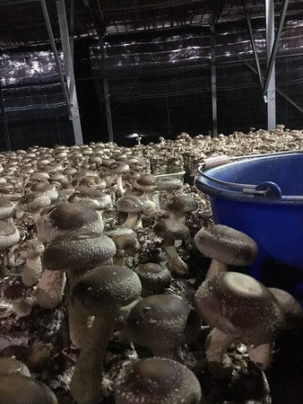 放車上忘拿2天！香菇「價格翻3倍」變成稀有品種　資深菇農驚呼：「種30年第一次見」