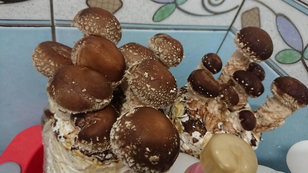 放車上忘拿2天！香菇「價格翻3倍」變成稀有品種　資深菇農驚呼：「種30年第一次見」