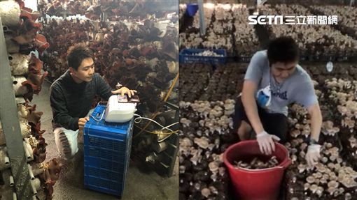 放車上忘拿2天！香菇「價格翻3倍」變成稀有品種　資深菇農驚呼：「種30年第一次見」