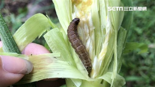 密集到起雞母皮！淡水住家窗戶「發現上百顆蟲卵」憂問：到底是什麼　網友急喊「別用手碰阿」