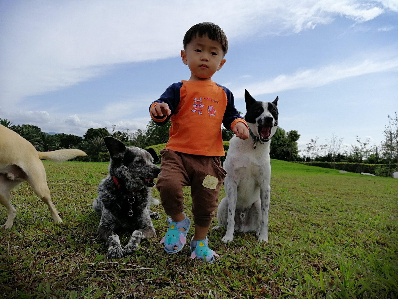 等紅燈媽喊「通通坐下」！3汪超聽話「旁邊卻多一隻」：啊你不是叫我坐下～