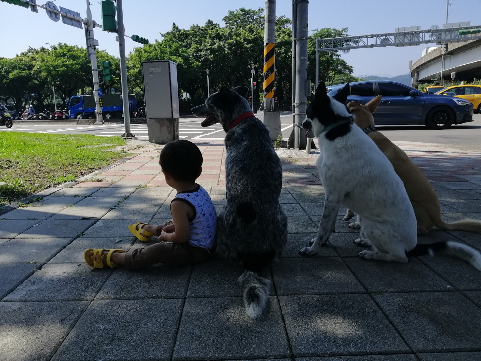 等紅燈媽喊「通通坐下」！3汪超聽話「旁邊卻多一隻」：啊你不是叫我坐下～