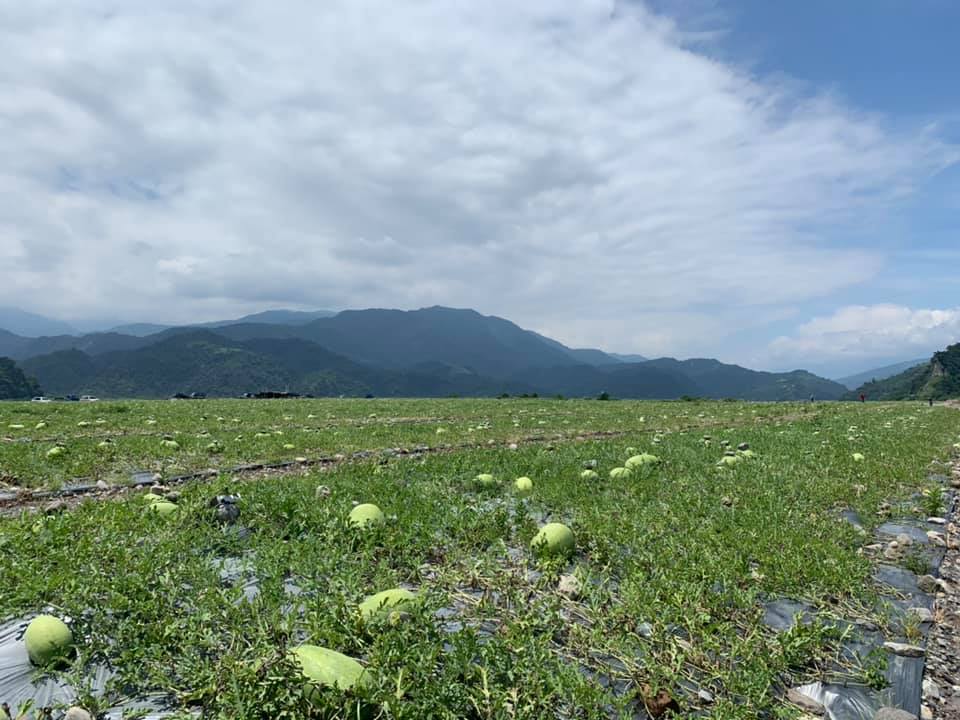 西瓜上壓石頭！網友不解問「是怕它跑掉嗎」被笑翻　果農揭「放的位置也有差」影響超大